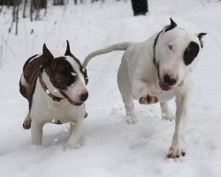 17 Reasons English Bull Terriers Are Not The Friendly Dogs Everyone Says They Are