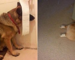20 dogs who think they’ve found the perfect hiding place