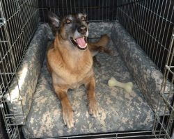 How To Easily & Inexpensively Make Your Dog’s Kennel SUPER-Comfy