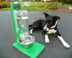 How To Easily Make An Eco-Friendly Water Bowl For Your Dog or Cat