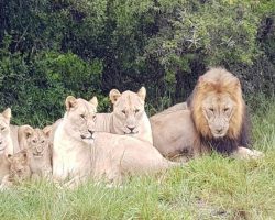 Three Rhino Poachers Mauled To Death By Lions At South African Game Reserve