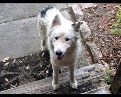 Abandoned Dog Seeks Shelter From A Storm, Finds Way More Than That!