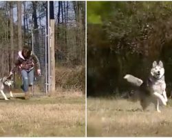 Dog Who Spent His Entire Life On A Chain Finally Gets To Run Free