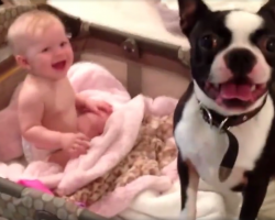 Mom Tells Dog To Get Out Of The Crib, And He Adorably Disobeys Her