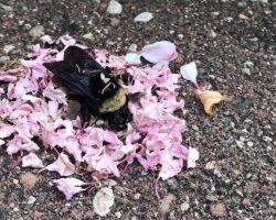 Ants Bring Flower Petals To Cover Dead Bumblebee In What Looks Like ‘Funeral’