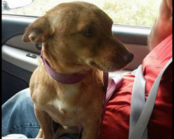 Dirtbag Throws Dog Out Of His Car And Speeds Away. Dog Sprints After Him, But Then Collapses