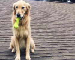 Dog Is Spotted Sitting On Roof Of House, Then The Neighbors Read A Sign That Explains Why