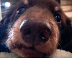 11 Ways Dogs Tell You They Love You