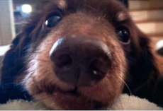 11 Ways Dogs Tell You They Love You