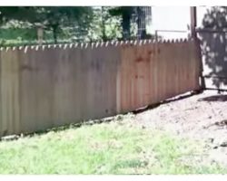 Dad Proudly Builds Fence To Protect Dog, But Keep Your Eye On The Far Right