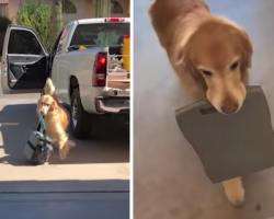 Golden Retriever So Happy To Have Dad Home, He Helps Carry All Of His Stuff In