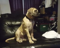 Pooch Gets Overly Excited While Watching His Favorite Movie