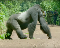 Film Crew Is In Awe When A Gorilla Stops Traffic To Let His Family Cross The Road