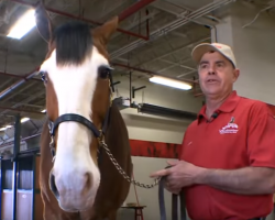 He Was Taking Those Clydesdales for a Walk. Now Keep Your Eyes on That Little Baby Horse