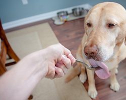 She Feeds Her Dog Coconut Oil, Then Notices A Huge Transformation