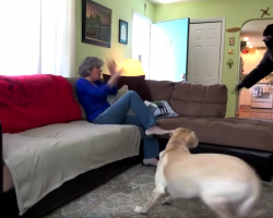 Owners Test Their Dogs To See If They’d Defend Them During A Home Invasion