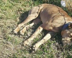 She Spotted A “Dead” Dog At A Dumping Ground. Then She Saw Him Take A Breath And Rushed To Save Him