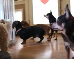 Woman opens up a retirement home for senior dogs