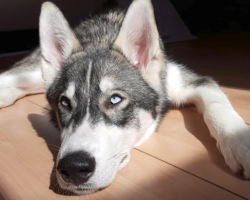 Husky’s Had Separation Anxiety His Whole Life, So He Got A Little Companion