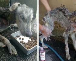 This Husky Was Found So Malnourished She Looked Like A Skeleton, 10 Months Later She’s Unrecognizable