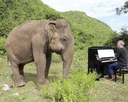 Elderly Elephant Starts Crying When Man Plays Piano For Her