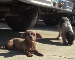 Senior Dog Is Dumped On The Street—Along With A Friend—For Having A Tumor