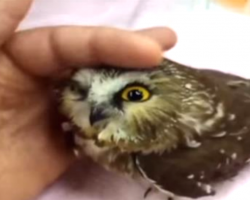 20 Facts About Owls That Prove They’re One Of Nature’s Oddest Creatures