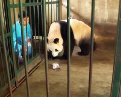 Panda Mom Doesn’t Realize She’s Given Birth To Twins But Watch Zookeepers Ingenious Plan