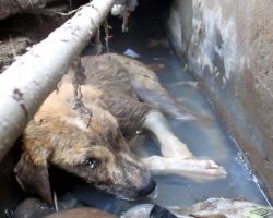 Puppy Taking His Last Breaths In Gutter Rescued Just In Time