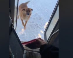 A hungry dog waits patiently every day for one very special bus driver