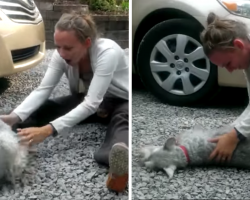 Dog So Excited To See Owner After Two Years, He Passes Out On The Spot