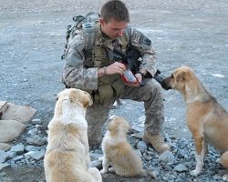 Soldier adopts homeless dogs in Afghanistan—one night, they woke the barracks with barking