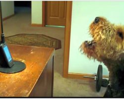 Dog Misses Mom So He Calls Her On The Phone, She Can’t Stop Laughing At What He Has To Say