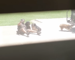 Mom looks outside and catches the UPS guy with the dogs