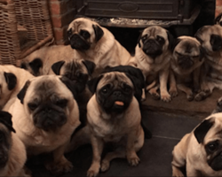 Woman Adopts 30 Pet Pugs, Then Reveals She Spends Over $24,000 A Year On Them