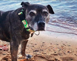 Family Walks Into Shelter And Adopts Oldest Dog There – One Day, She Lets Them Know It’s Time