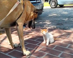Dog Refused To Leave Blind Kitten’s Side Until She Was Rescued Off The Street