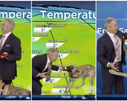 Weather Forecast Is Hilariously Interrupted By Shelter Dog Who Would Much Rather Play