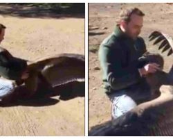 A condor lands in front of the man – watch as he thanks the man who saved him