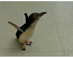 When Tiny Penguin Goes On A Stroll And Sees His Caregiver, He Goes Wild