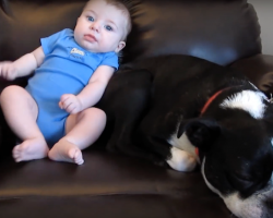 Dog Loves Sitting By His Baby Brother — Until He Poops His Pants