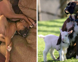 20 Pics That Prove Boxers Are A Little Different From Other Dogs