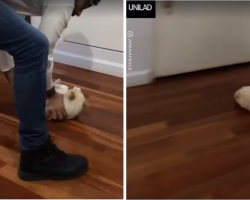 Cat Loves Sliding Across The Floor And Its Human Is Happy To Oblige In A Hilarious Home Video