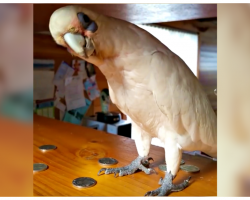 Cockatoo Wants To Go Outside But Mom Says No, Throws Epic Temper Tantrum