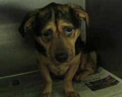 Couple Sees The Saddest Dog Photo And Adopts, Despite Warnings From Shelter