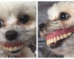 Man’s Dentures Go Missing, Then Discovers Dog Sporting A New Smile