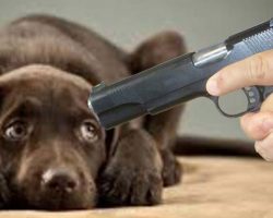 Court Rules Police Can Legally Execute Your Dog if It Does Anything But Sit Silently