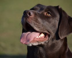 Why Do Dogs Wag Their Tails? Hint: It Doesn’t Always Mean They’re Happy