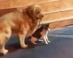 The internet loves this very good dog for keeping his cat friend from getting into a brawl