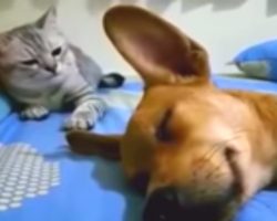 Dog Accidentally Farts In His Sleep But It’s Cat’s Comeback That Has Internet Cracking Up